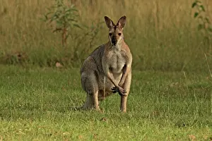Wallaby: 80192861 Red-necked / Bennett's Wallaby Yarraman