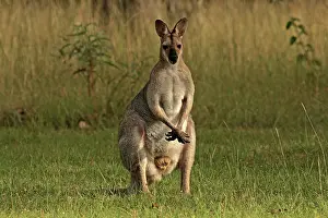 Wallaby: 80192862 Red-necked / Bennett's Wallaby Yarraman