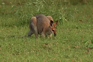 Wallaby: 80192863 Red-necked / Bennett's Wallaby Yarraman