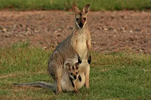 Wallaby: 80192864 Red-necked / Bennett's Wallaby Yarraman