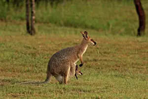 Wallaby: 80192865 Red-necked / Bennett's Wallaby Yarraman