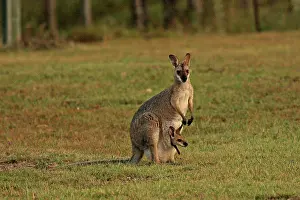 Wallaby: 80192866 Red-necked / Bennett's Wallaby Yarraman