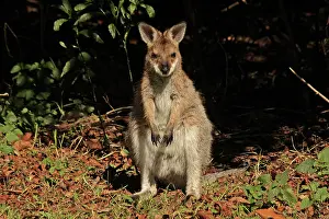 Wallaby: 80192867 Red-necked / Bennett's Wallaby Bunya Mountains