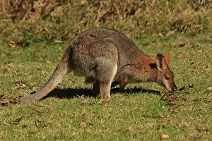 Wallaby: 80192868 Red-necked / Bennett's Wallaby Bunya Mountains