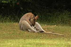 Wallaby: 80192869 Red-necked / Bennett's Wallaby Yarraman