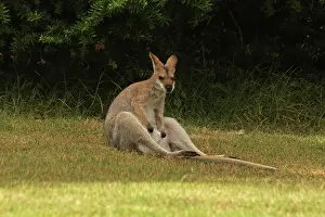 Wallaby: 80192870 Red-necked / Bennett's Wallaby Yarraman