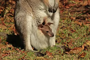 Wallaby: 80192871 Red-necked / Bennett's Wallaby - with Joey