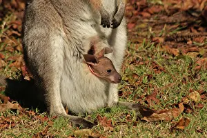 Wallaby: 80192872 Red-necked / Bennett's Wallaby - with Joey