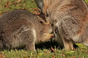 Wallaby: 80192873 Red-necked / Bennett's Wallaby - with Joey
