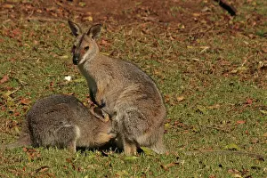 Wallaby: 80192874 Red-necked / Bennett's Wallaby - with Joey