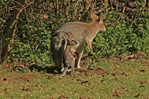 Wallaby: 80192875 Red-necked / Bennett's Wallaby - with Joey