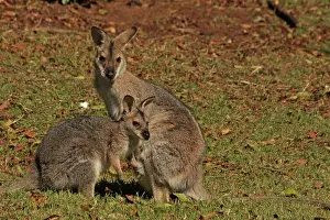 Wallaby: 80192876 Red-necked / Bennett's Wallaby - with Joey