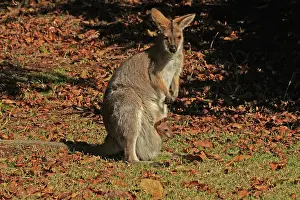 Wallaby: 80192877 Red-necked / Bennett's Wallaby - with Joey