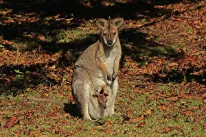 Wallaby: 80192878 Red-necked / Bennett's Wallaby - with Joey