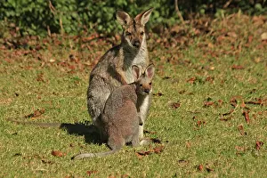 Wallaby: 80192879 Red-necked / Bennett's Wallaby - with Joey