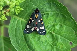 Jonathan Player: 80192892 Scarlet Tiger Moth - on leaf (bright red
