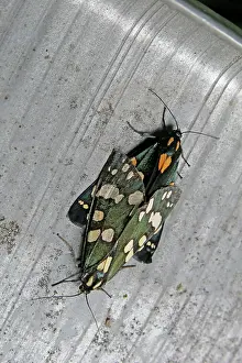 Jonathan Player: 80192893 Scarlet Tiger Moth - mating (bright red