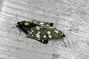 Jonathan Player: 80192894 Scarlet Tiger Moth - mating (bright red