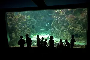 Class: 80192896 Aquarium - class of school children watching
