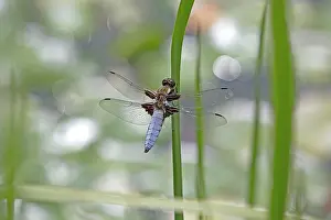Bodied: 80192897 Broad-bodied Chaser Dragonfly - male UK