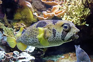 Porcupine: 80192898 Black Blotched Porcupine Fish Oceanarium
