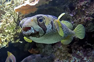 Porcupine: 80192899 Black Blotched Porcupine Fish Oceanarium