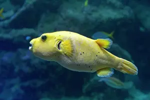 Pufferfish: 80192900 Blackspotted Pufferfish Oceanarium, France