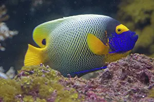 Oceanarium: 80192901 Blueface Angelfish Oceanarium, Brest
