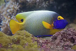 Oceanarium: 80192902 Blueface Angelfish Oceanarium, Brest, France