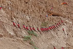 Eater: 80192904 Carmine Bee-eater - near nests on sandbank