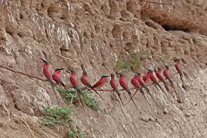 Eater: 80192905 Carmine Bee-eater - near nests on sandbank