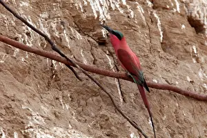 Eater: 80192906 Carmine Bee-eater - near nests on sandbank