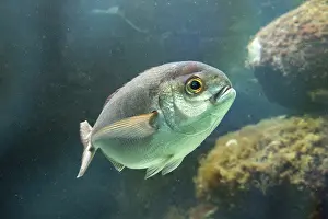 Oceanarium: 80192908 Dorade Rose Fish Oceanarium, France Pagellus