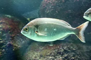 Oceanarium: 80192909 Dorade Rose Fish Oceanarium, France Pagellus