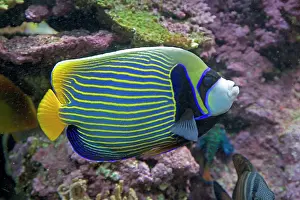 Imperator: 80192910 Emperor Angelfish Oceanarium, Brest, France