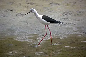 Stilt: 80192911 Black-winged Stilt Camargue, France Himantopus