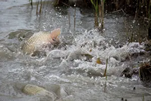 Spawning: 80192912 Carp - spawning Camargue, France Cyprinus