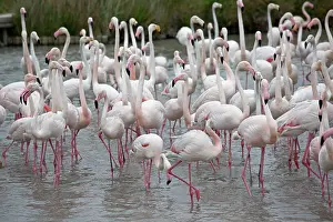 Ornithologique: 80192914 Greater Flamingo - flock Parc Ornithologique
