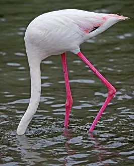 Ornithologique: 80192916 Greater Flamingo Parc Ornithologique, Camargue
