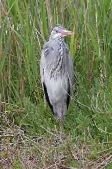 Cinerea: 80192917 Grey Heron - in reeds Camargue, France