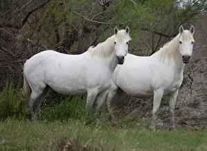 Mark: 80192918 White Horses Camargue, France Mark Boulton