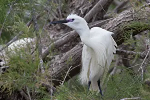 Egretta: 80192919 Little Egret - in pine tree Camargue, France