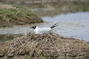 Ridibundus: 80192921 Black headed Gull - on nest Reserve Ornithologique