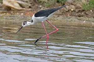 Stilt: 80192922 Black winged Stilt Reserve Ornithologique