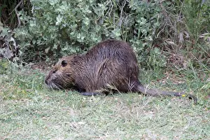 Nutria: 80192925 Single Coypu Camargue, France Myocastor