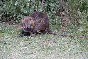 Nutria: 80192926 Single Coypu Camargue, France Myocastor