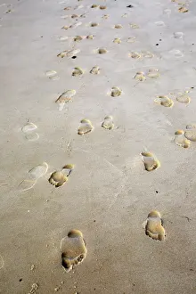 Footprints: 80192927 Footprints - on sandy beach Dune of Pyla