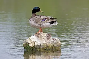 Platyrhynchos: 80192929 Mallard Reserve Ornithologique du Teich