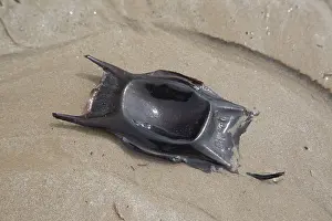 Loire: 80192930 Mermaid's Purse - washed up on beach La