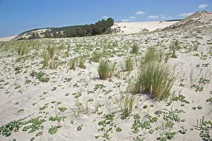Marram: 80192937 Sand Dunes - encroaching on Pine Trees